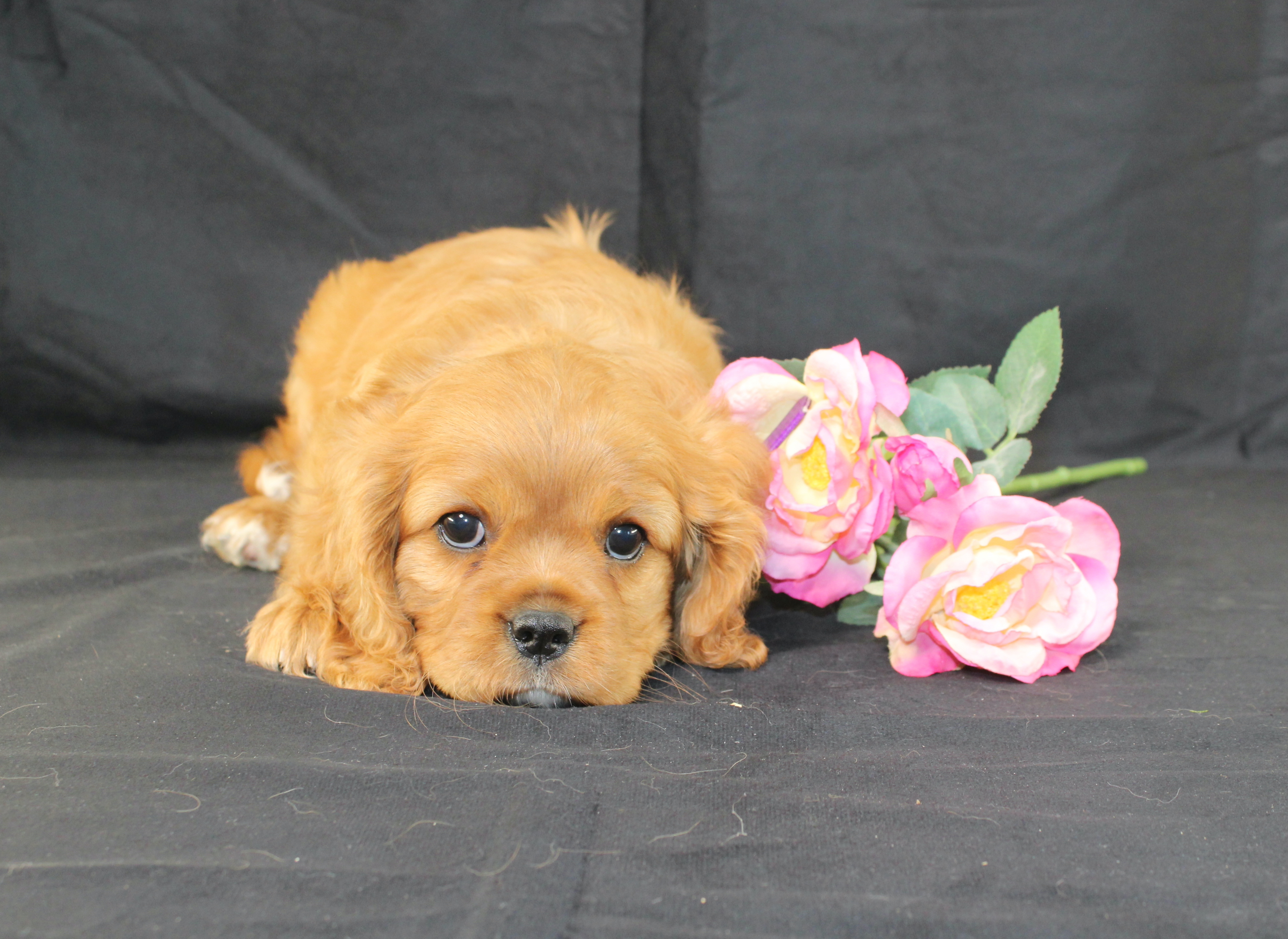 puppy, for, sale, Cavalier King Charles Spaniel, Ivan J. Stoltzfus, dog, breeder, Dornsife, PA, dog-breeder, puppy-for-sale, forsale, nearby, find, puppyfind, locator, puppylocator, aca